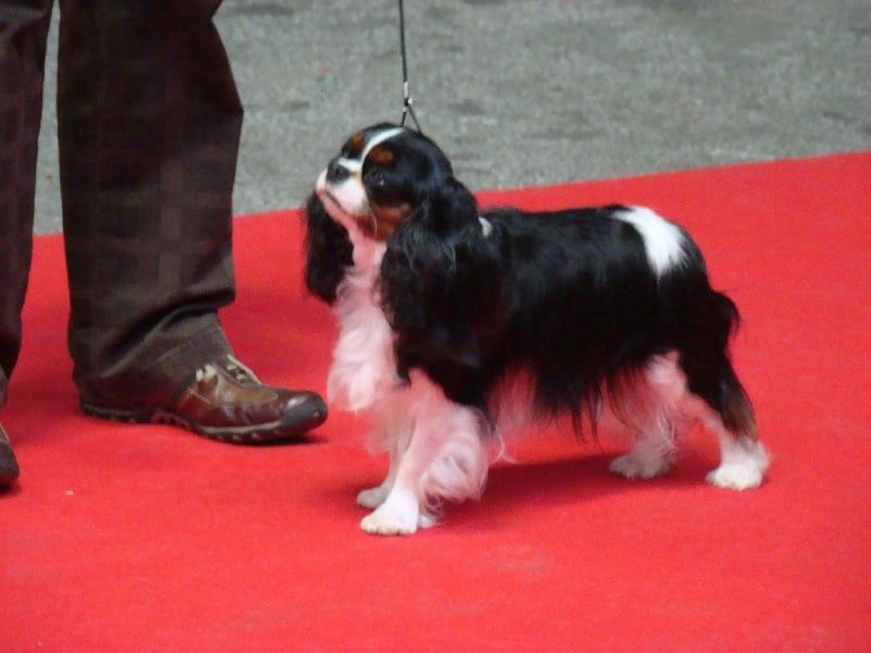 Carham Ciné star - 1ère Exc. - CACS (CO)