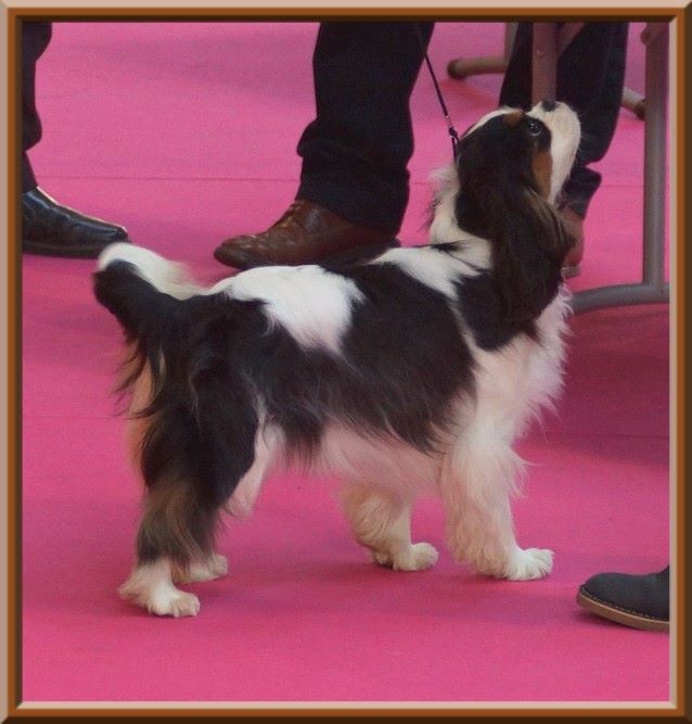 CH. Madame butterfly de Luline - 1ère Excellent (Classe Jeune)