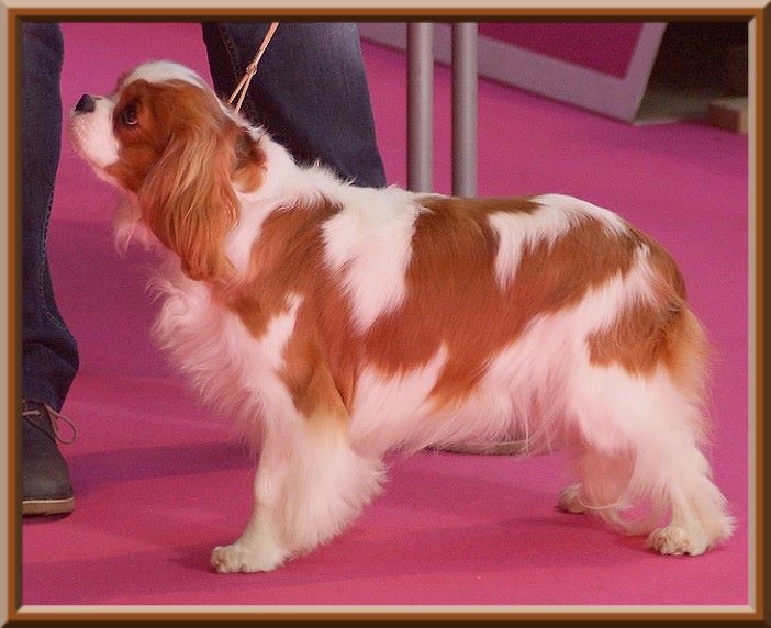 CH. Mayerling de Luline - 1ère Excellent - Meilleur Jeune femelle