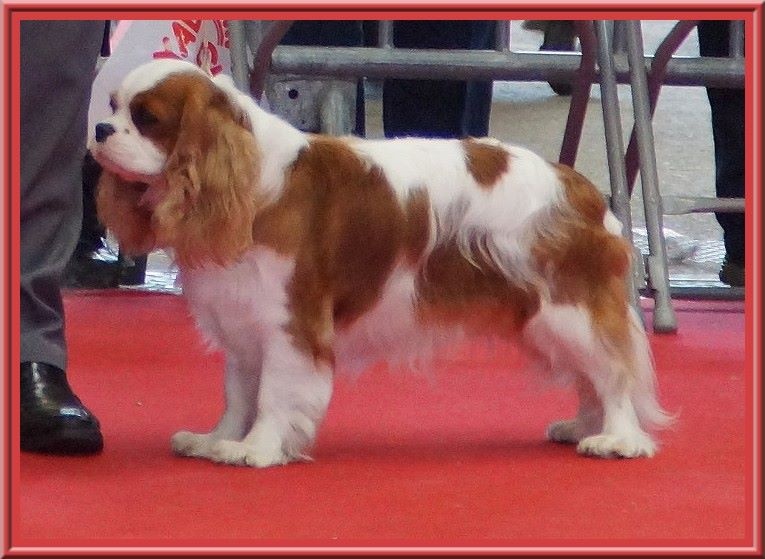 CH. Isadora duncan de Luline - 1ère Excellent; CACS; CACIB et Meilleur de Race