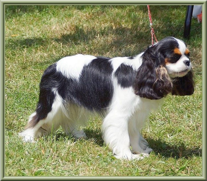 CH. Madame butterfly de Luline - 1ère Excellent - CACS