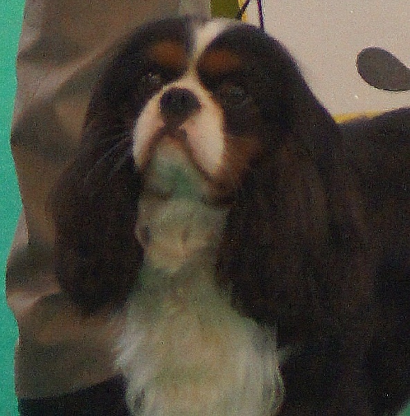 Fabulous dream de Luline - 3ème Excellent.