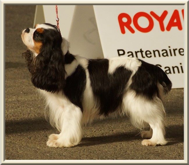 CH. Madame butterfly de Luline - 1ère Excellent - R.CACS