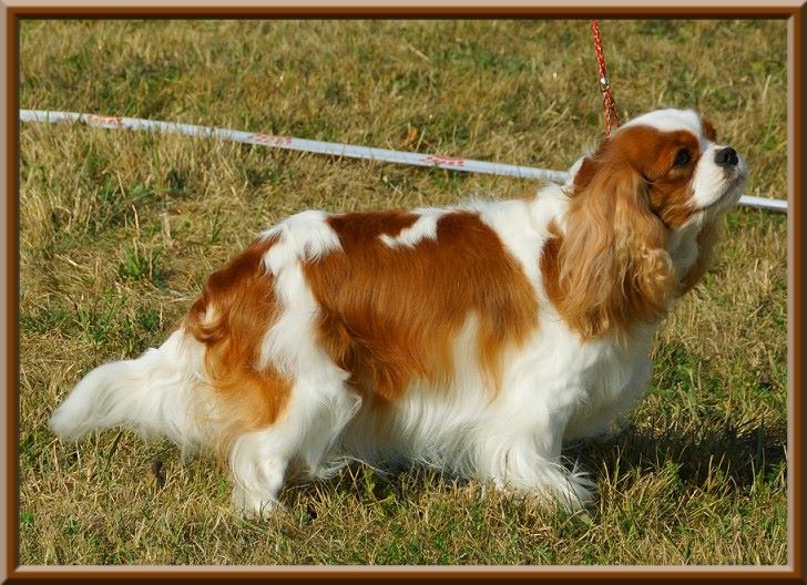 CH. Mayerling de Luline - 1ère Excellent - CACS