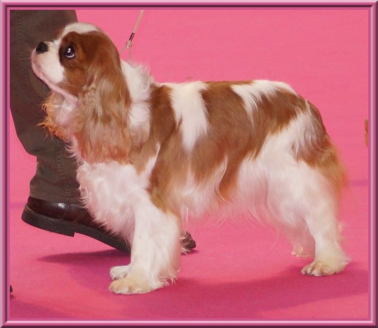 CH. Mayerling de Luline - 1ère Excellent