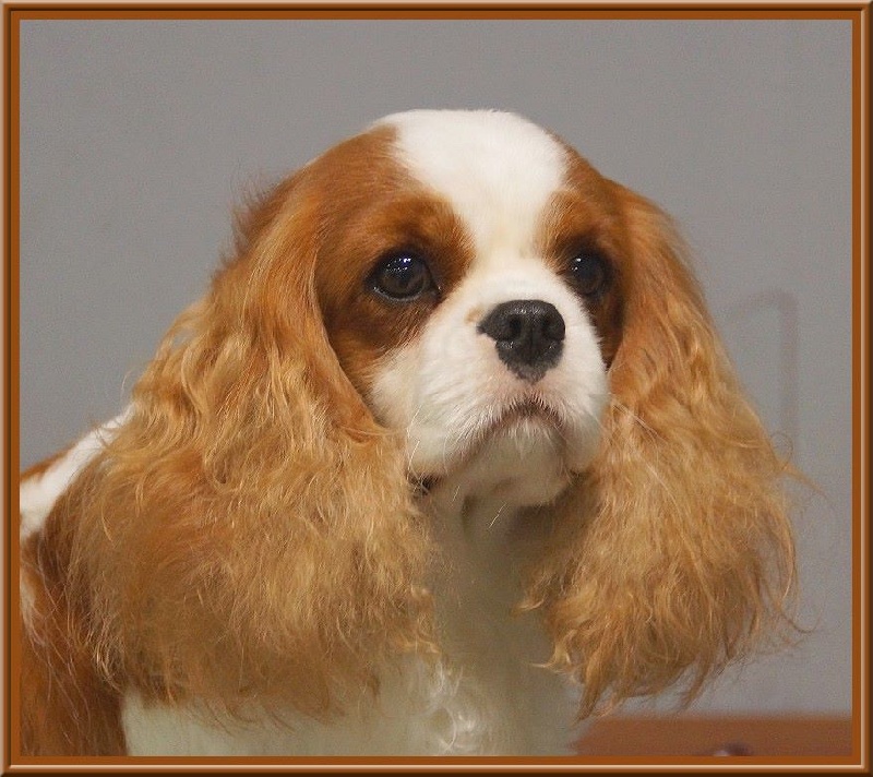 CH. Isadora duncan de Luline - 2ème Excellente