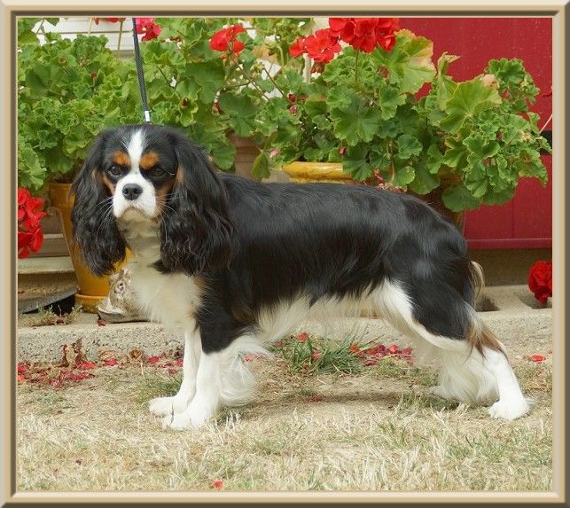 Piétra galla de Luline - 1ère Excellent