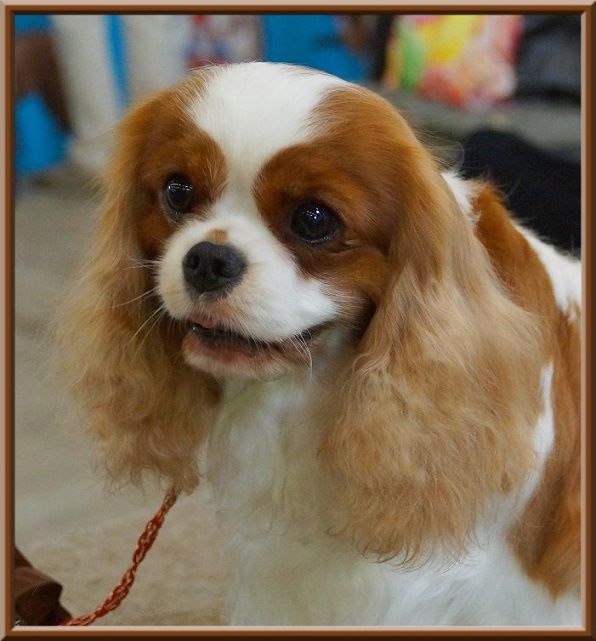 CH. Mayerling de Luline - Excellent