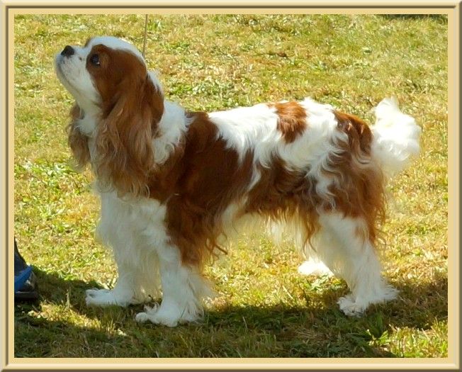 CH. Isadora duncan de Luline - 2ème Excellent (Classe vétéran)