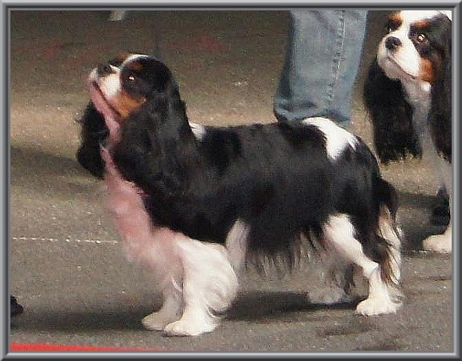 Carham Ciné star - 1ère Excellente (Classe ouverte)