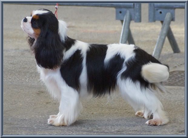 CH. Madame butterfly de Luline - 1ère Excellent - CACS - R.CACIB