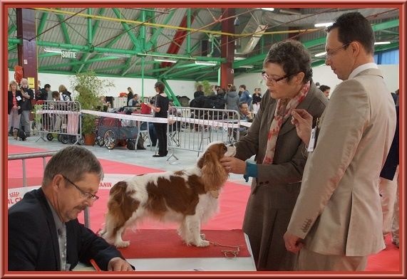 CH. Isadora duncan de Luline - 1ère Excellent - CACS