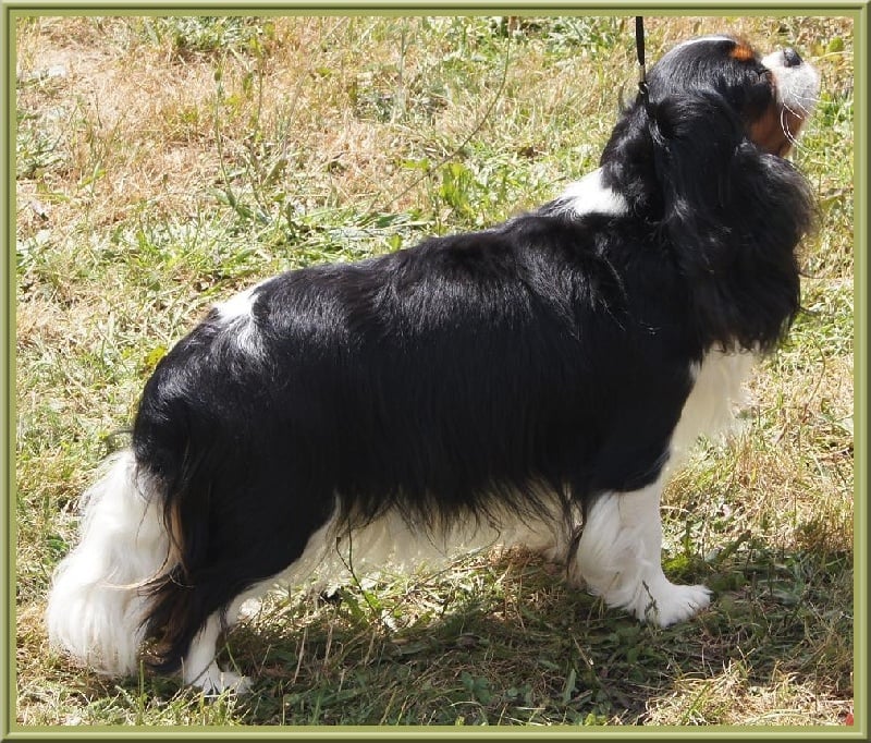 Carham Ciné star - 1ère Exc et CACS