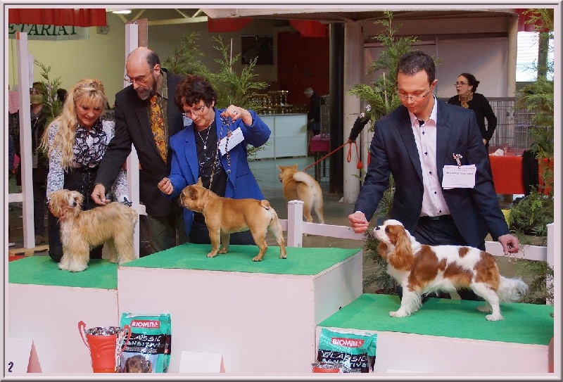 CH. Isadora duncan de Luline - Très Prometteur - Meilleur Puppy - BIS Puppy 3ème