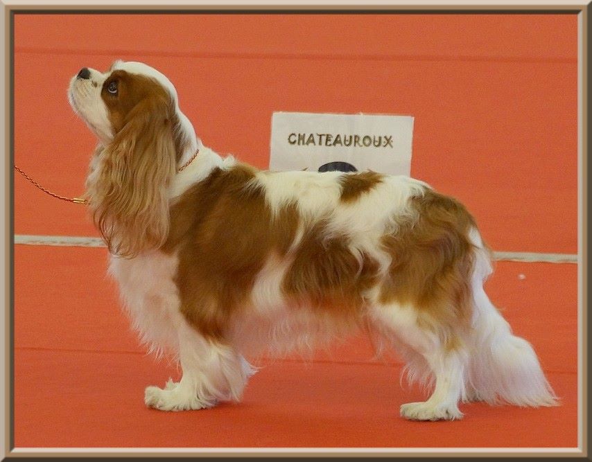 CH. Isadora duncan de Luline - 1ère Excellent - CACS - BOS