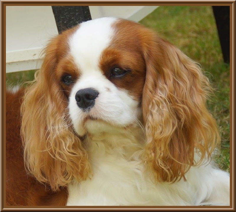 CH. Isadora duncan de Luline - 1ère Excellente - CAC