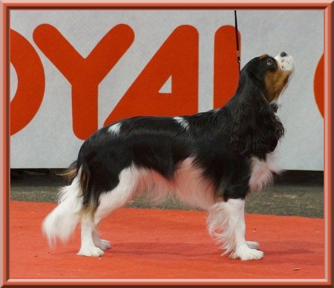 Piétra galla de Luline - 1ère Excellent