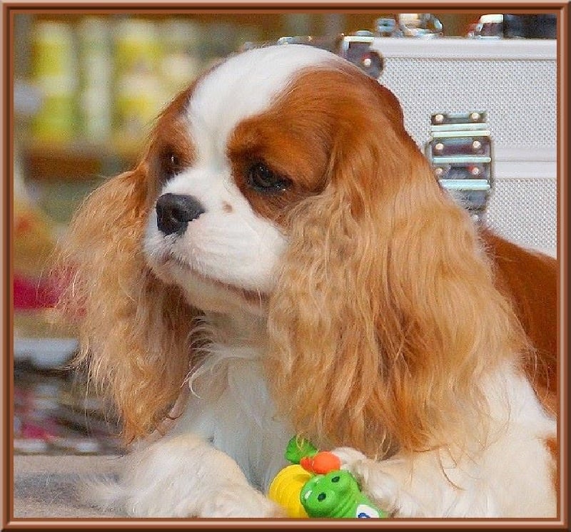 CH. Isadora duncan de Luline - 1er Excellent