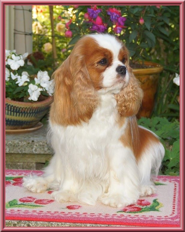 CH. Mayerling de Luline - 1ère Excellent - CACS - BOS