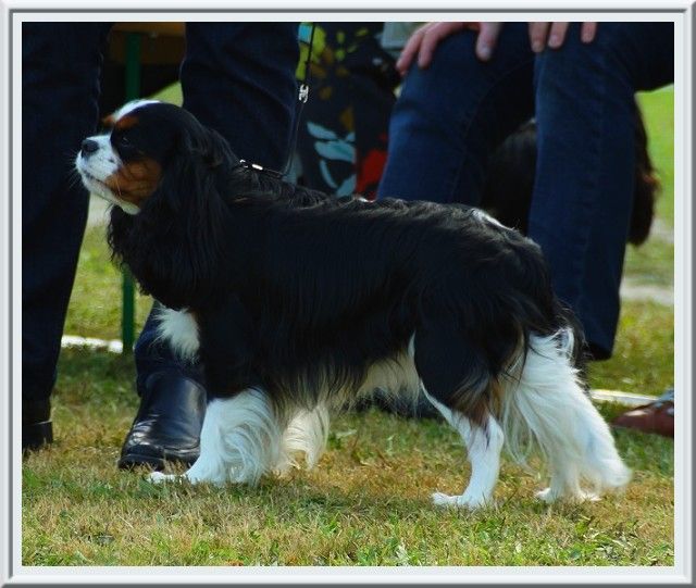 Piétra galla de Luline - Excellent (non classé)