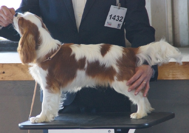 CH. Isadora duncan de Luline - 1ère Très Prometteur