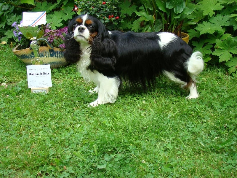 Carham Ciné star - 1ère Exc. - CACS et meilleur de Race