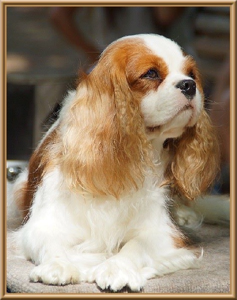 CH. Isadora duncan de Luline - 1ère Excellente - Réserve CACS