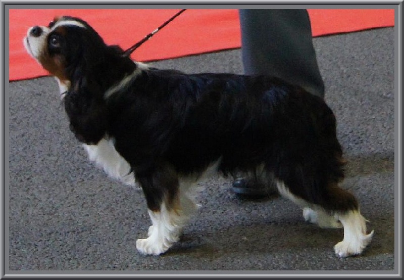 Fabulous dream de Luline - 1er Très Prometteur (Classe Puppy)