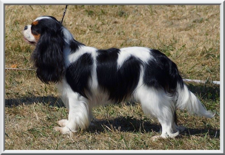 CH. Madame butterfly de Luline - 2ème Excellent; R-CACS