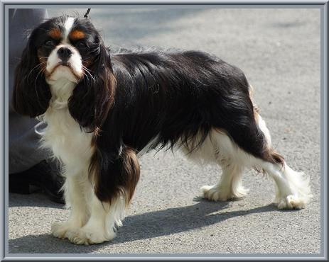 Fabulous dream de Luline - TAN: 10/10