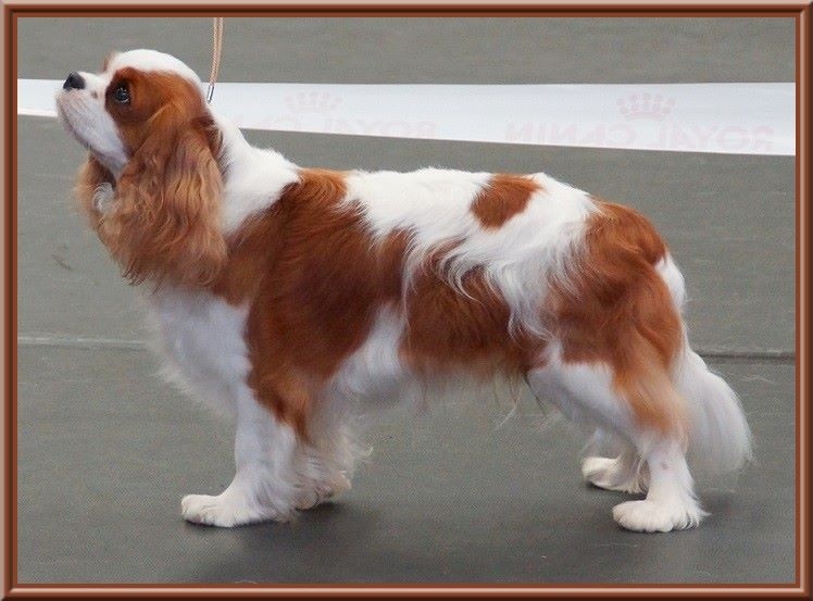 CH. Isadora duncan de Luline - 1ère Excellent; CACS; CACIB et Meilleur de Race