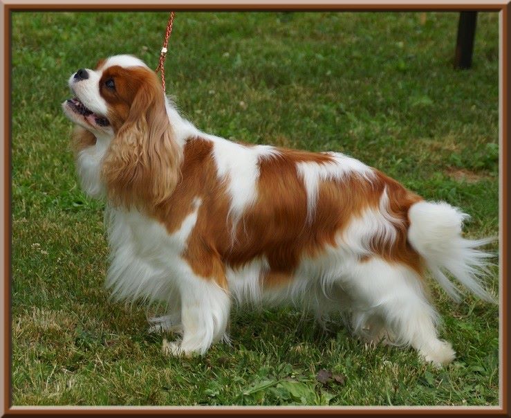 CH. Mayerling de Luline - 1ère Excellent - CACS - Meilleur de Race