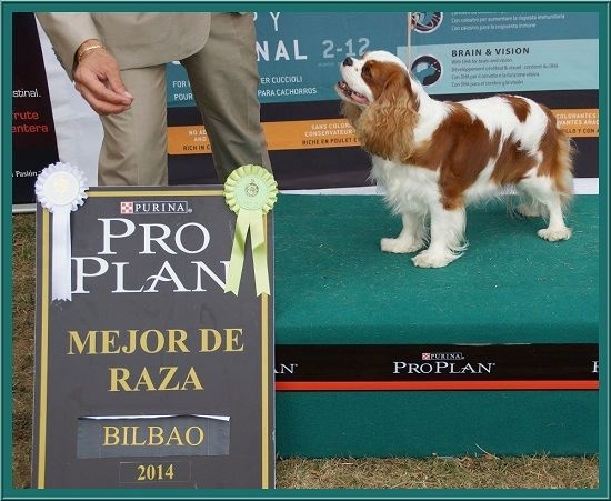 CH. Isadora duncan de Luline - 1ère Excellent; CAC; CACIB et Meilleur de Race