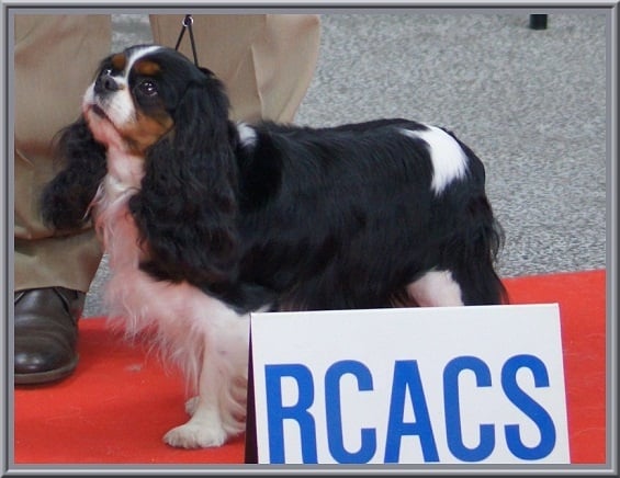 Carham Ciné star - 1ère Excellente & RCAC