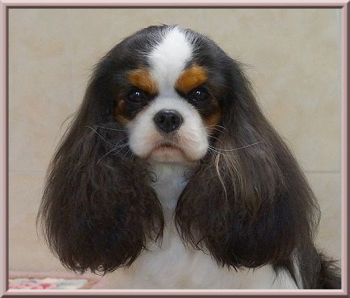 CH. Madame butterfly de Luline - 1ère Excellent - CACS - R.CACIB