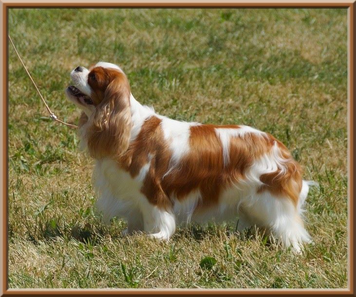 CH. Mayerling de Luline - 2ème Excellent; R-CACS