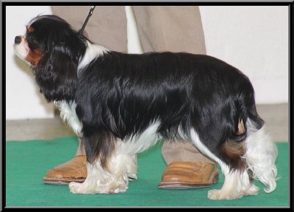 Fabulous dream de Luline - 3ème Très Prometteur (Cl. Débutant)