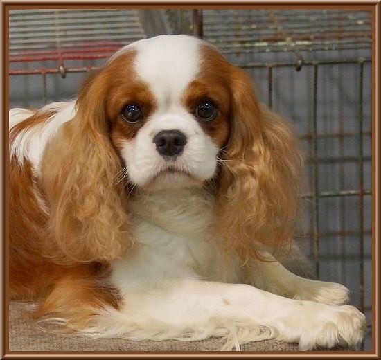 CH. Isadora duncan de Luline - 2ème Excellent; R-CACS