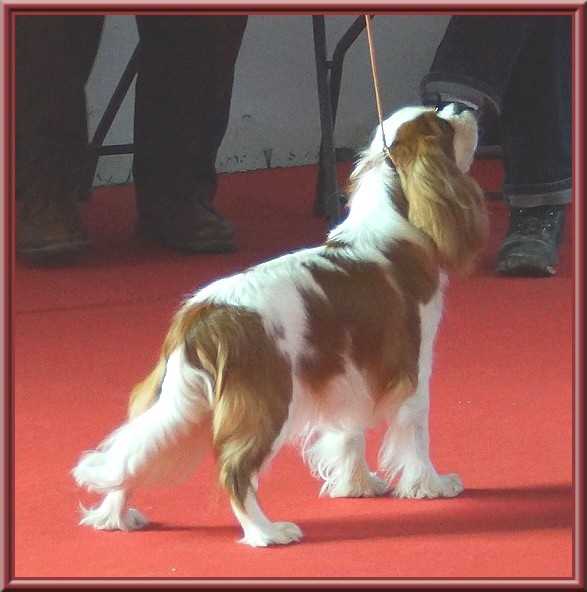 CH. Isadora duncan de Luline - 1ère Excellent - Meilleur Jeune