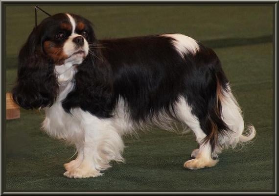 Carham Ciné star - 4ème Exccellent (CO)