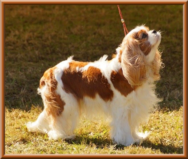 CH. Mayerling de Luline - 1ère Excellent - Championne de France Vétéran