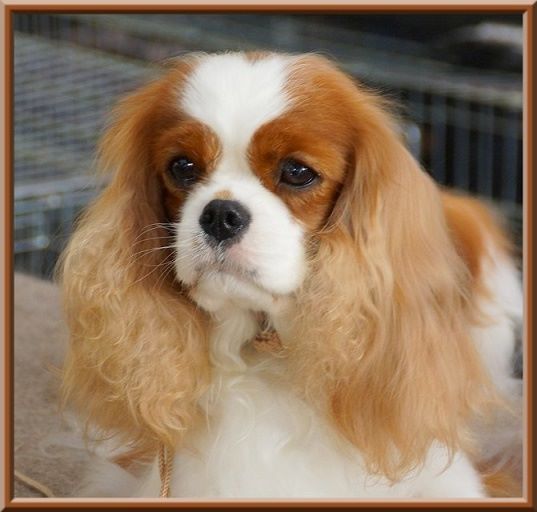 CH. Mayerling de Luline - 2ème Excellent; R-CACS