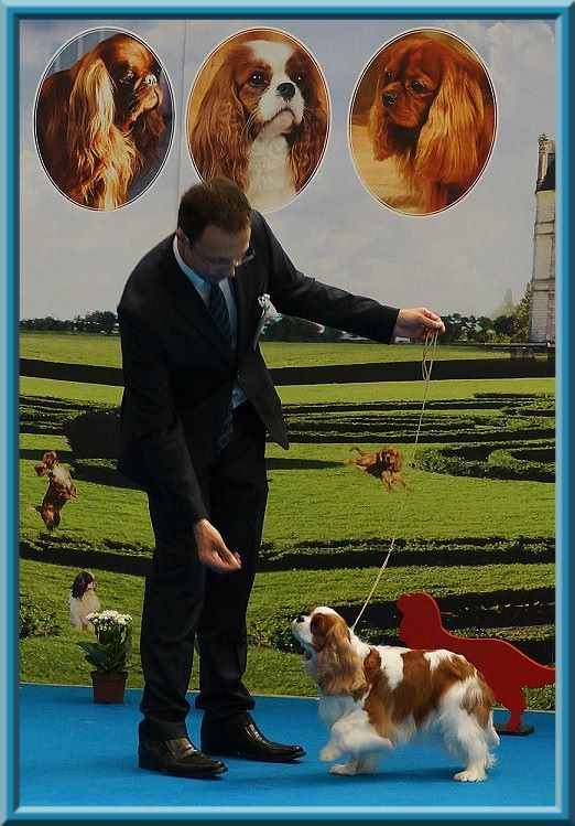 CH. Mayerling de Luline - Excellent