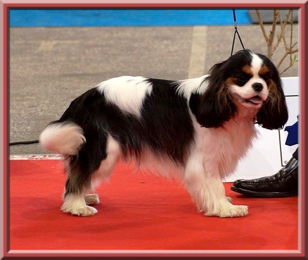 CH. Madame butterfly de Luline - 1ère Excellent (Classe Jeune)