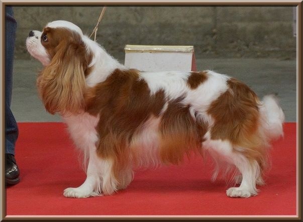 CH. Isadora duncan de Luline - 1ère Excellent - R.CACIB