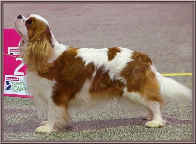 CH. Isadora duncan de Luline - 2ème Excellent