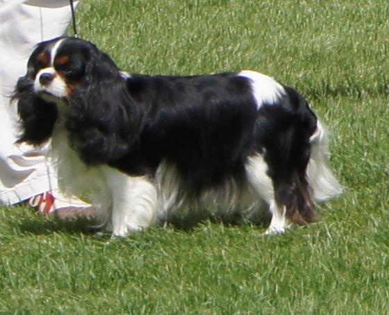 Carham Ciné star - 2ème Excellente (CO)