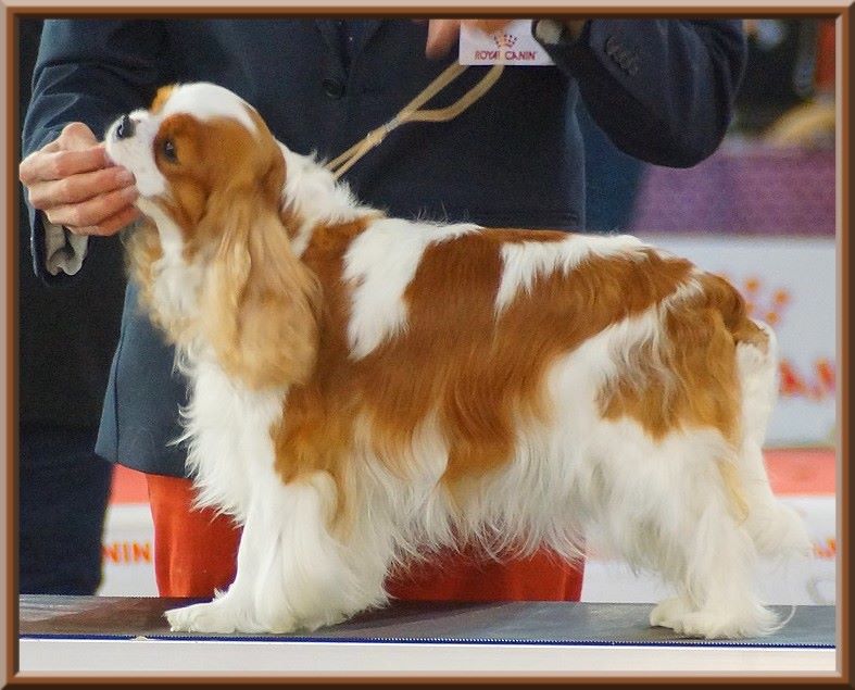 CH. Mayerling de Luline - 1ère Excellent - R.CACS