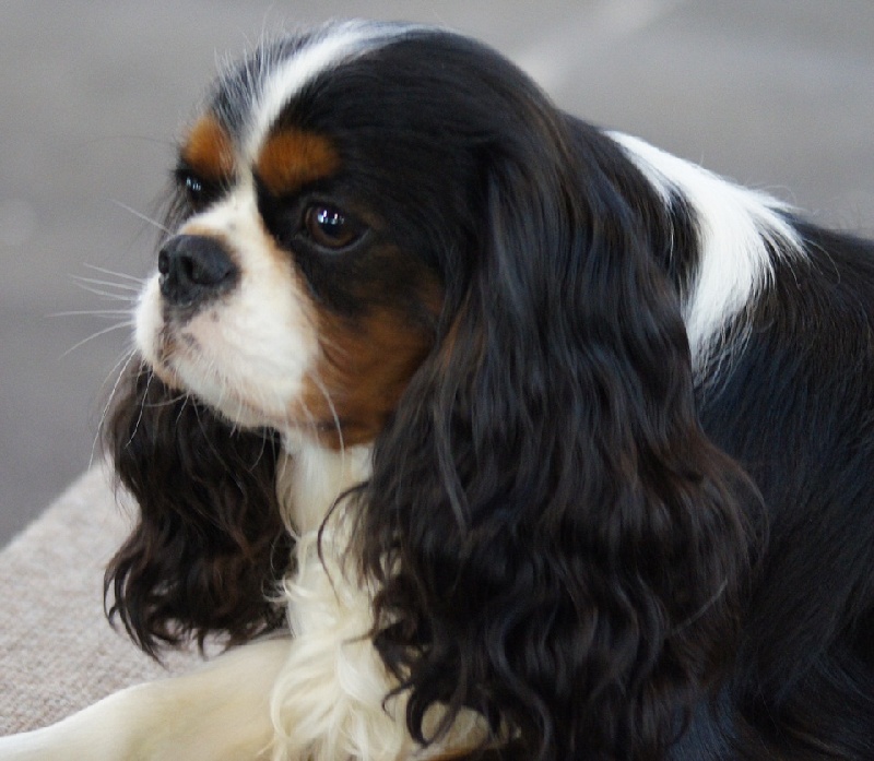 Fabulous dream de Luline - 4ème Très Bon