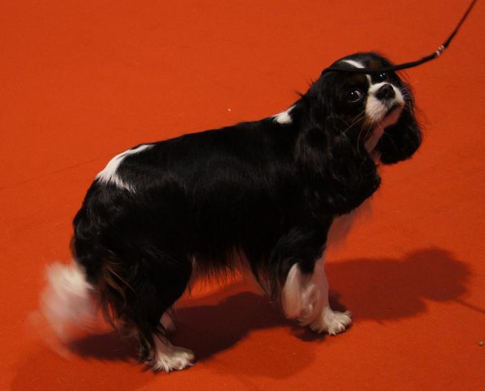 Carham Ciné star - 1ère Exc. RCAC (CO)